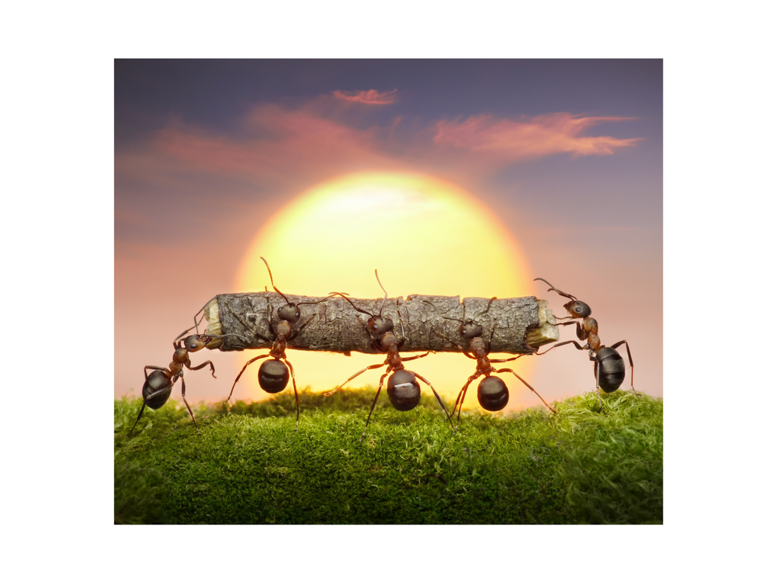 ants carrying a piece of stick
