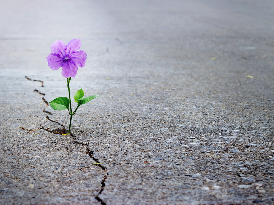 A single flower growing through a cracked pavement