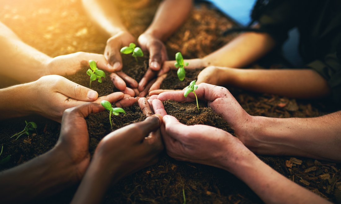Hands Holding a Seedling