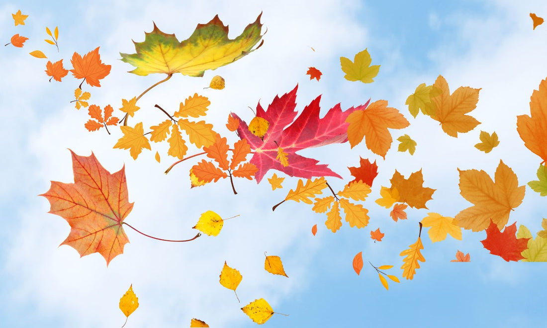 Leaves falling