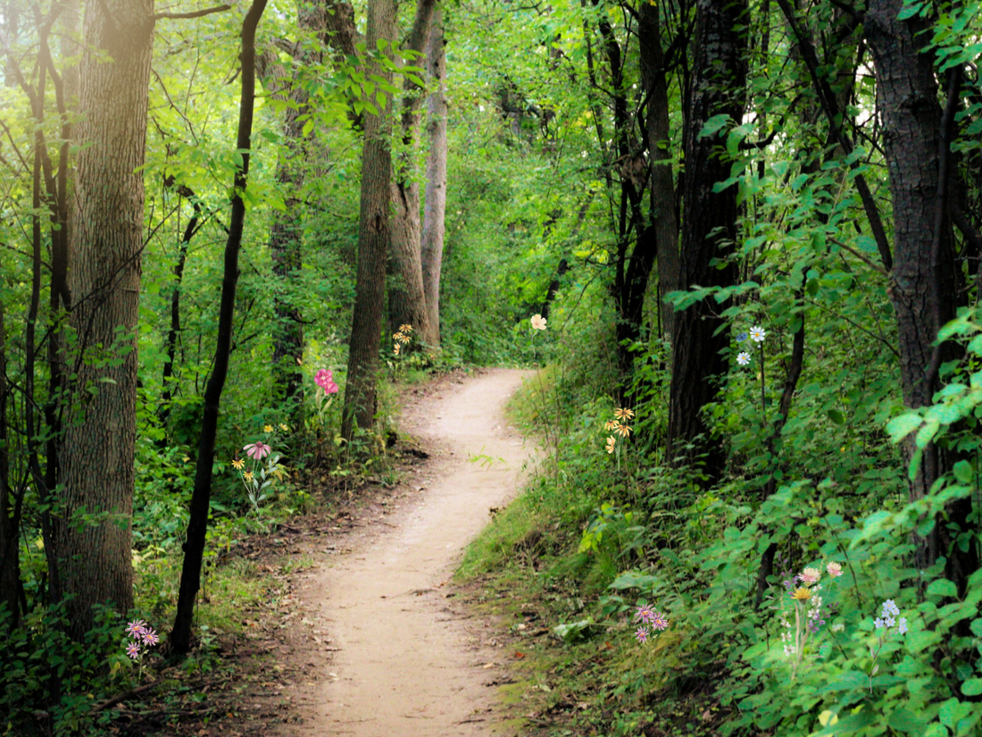 winding path through a forest