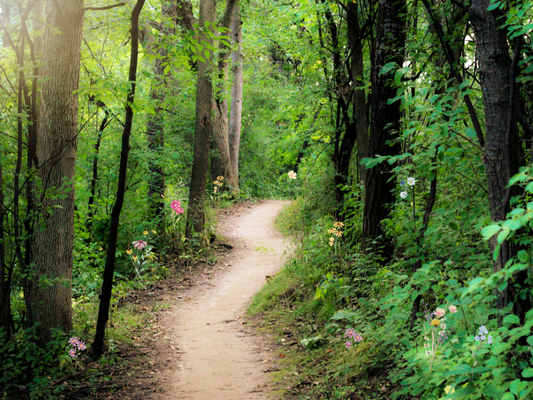 winding path through a forest