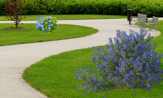 a winding path through a lawn