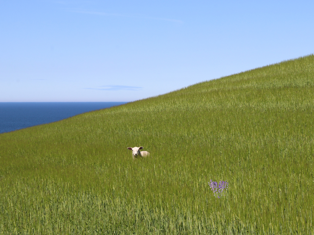 A single sheep in an open field