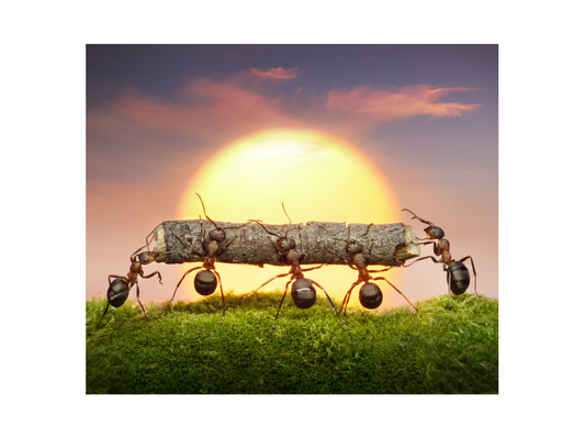 ants carrying a piece of stick