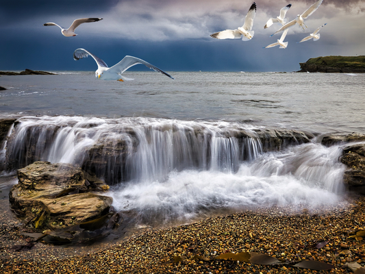 birds in flight over sea
