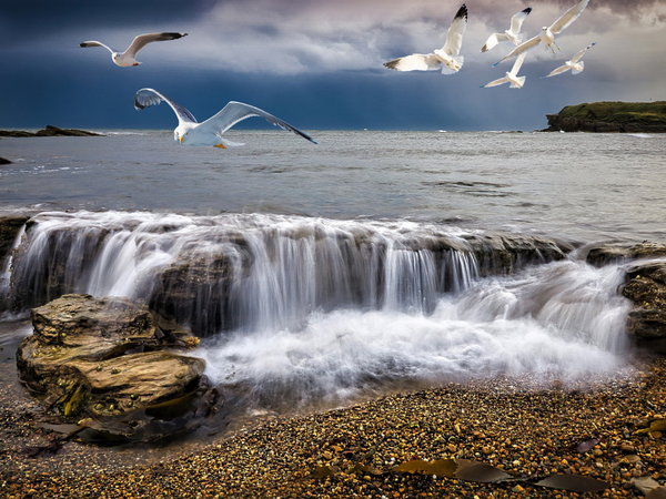 birds in flight over sea