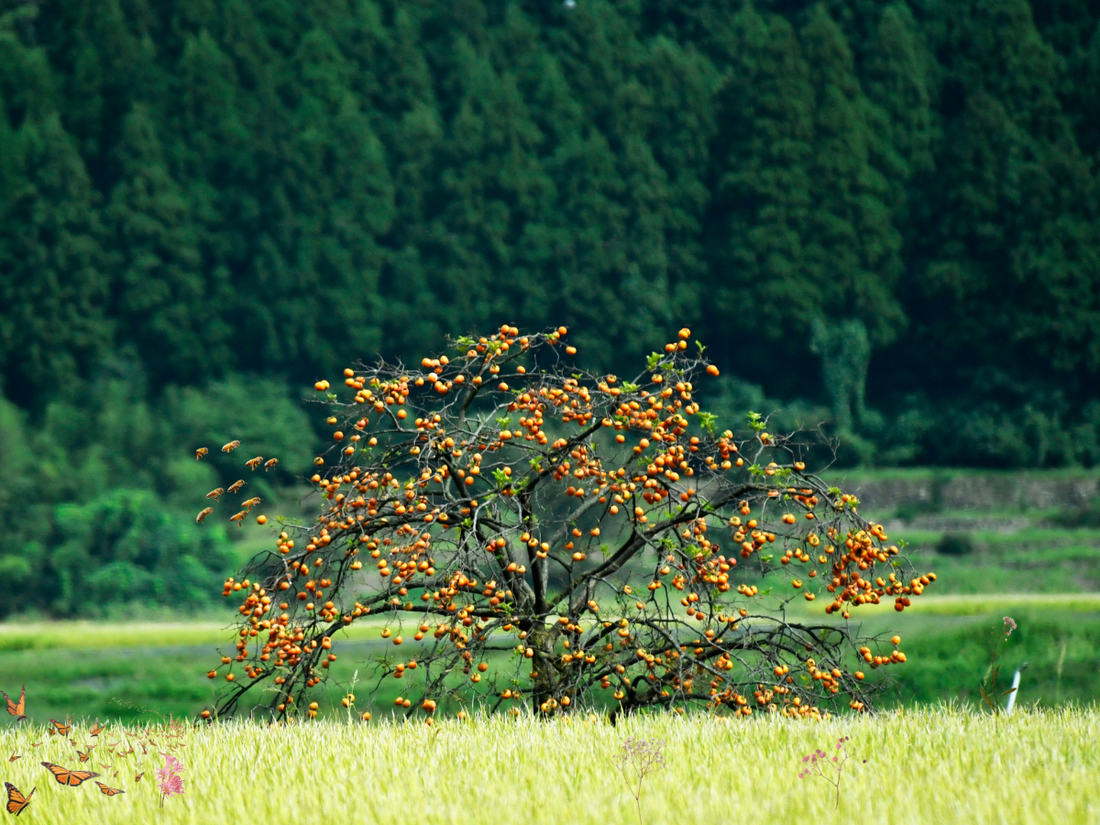 fruit laden tree in a meadow