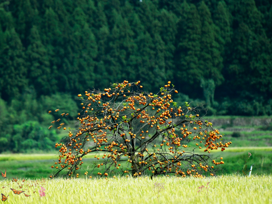 fruit laden tree in a meadow