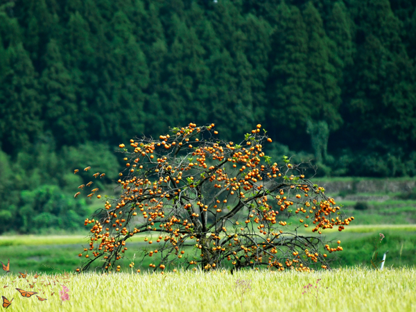 fruit laden tree in a meadow