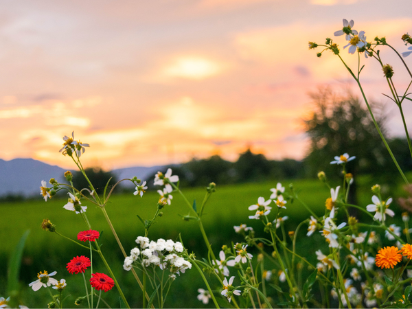 wildflowers with sun over mountain backdrop