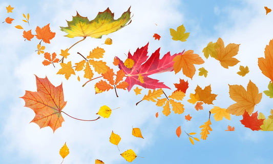 Leaves falling