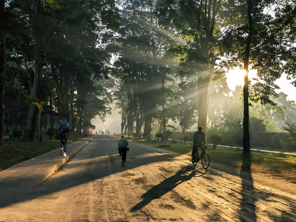 path through trees with soft morning light—steady journey