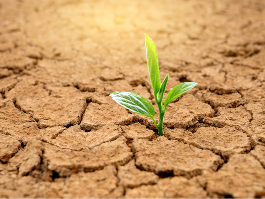 Plant growing through cracked ground
